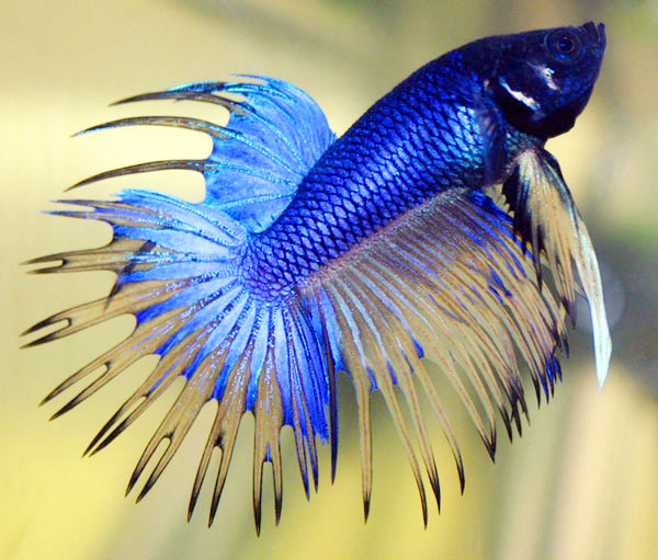 betta_fish1